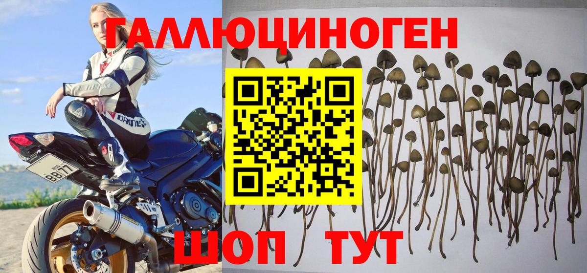 Алексин  Псилоцибиновые грибы Psilocybine cubensis  закладка  Псилоцибиновые грибы Psilocybine cubensis  Вход с VPN 